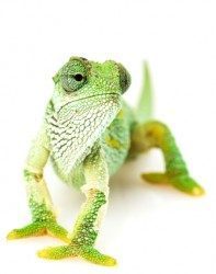 Business Chameleon