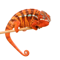 Orange Chameleon - Project Execution