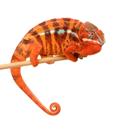 B2B Project Execution for Copywriting & Content Marketing Orange Chameleon - Project Execution